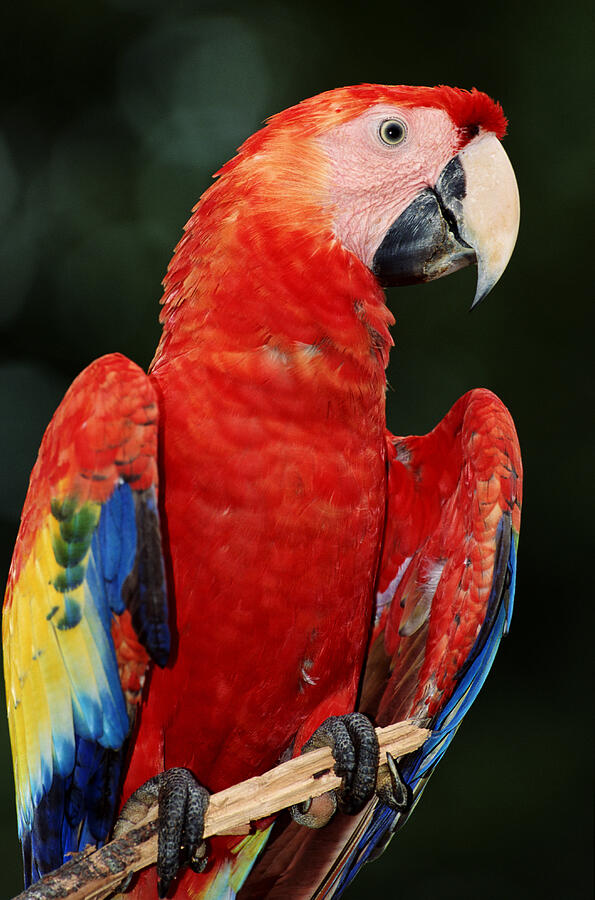 Scarlet Macaw In Belize Photograph by Joseph Van Os