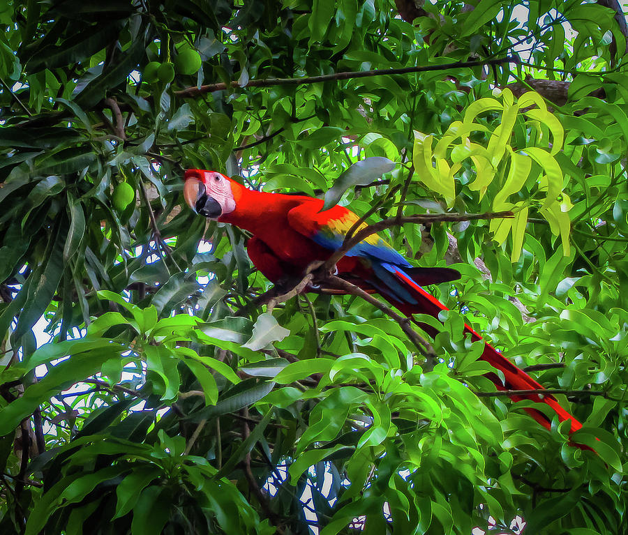 Macaw Photograph - Scarlet Macaw In Costa Rica Forest by Nicklas Gustafsson
