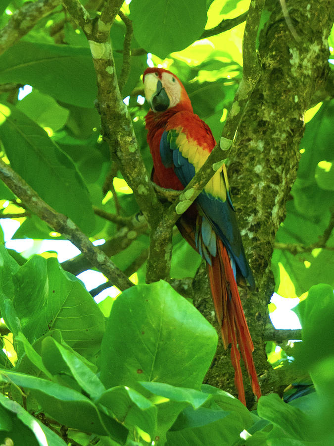 Scarlet Macaw in Costa Rica Photograph by Leslie Struxness