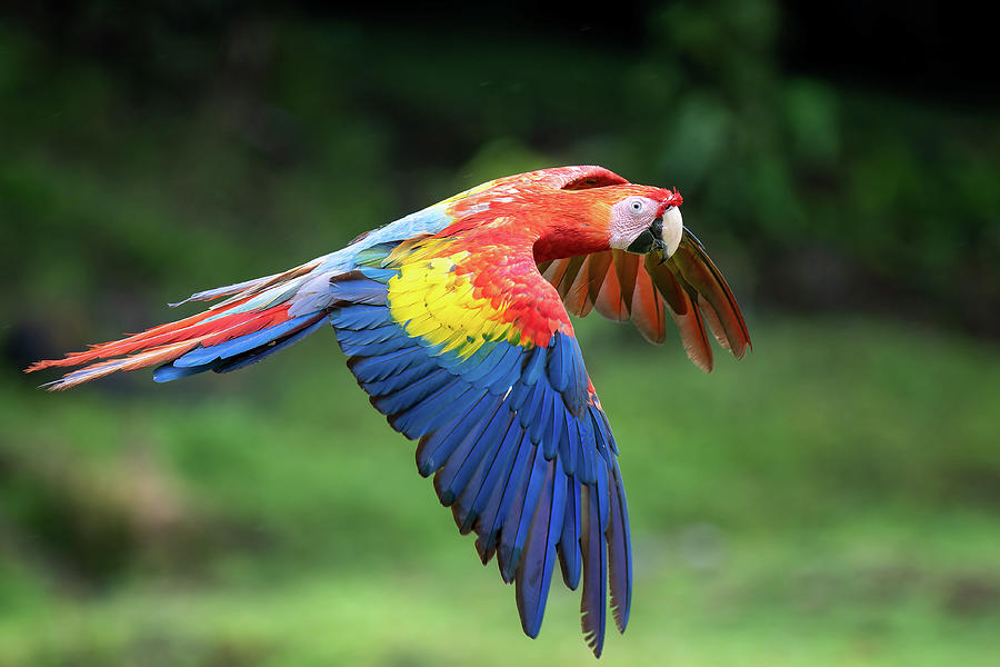 Scarlet Macaw in Flight Photograph by JM Sowle - Fine Art America