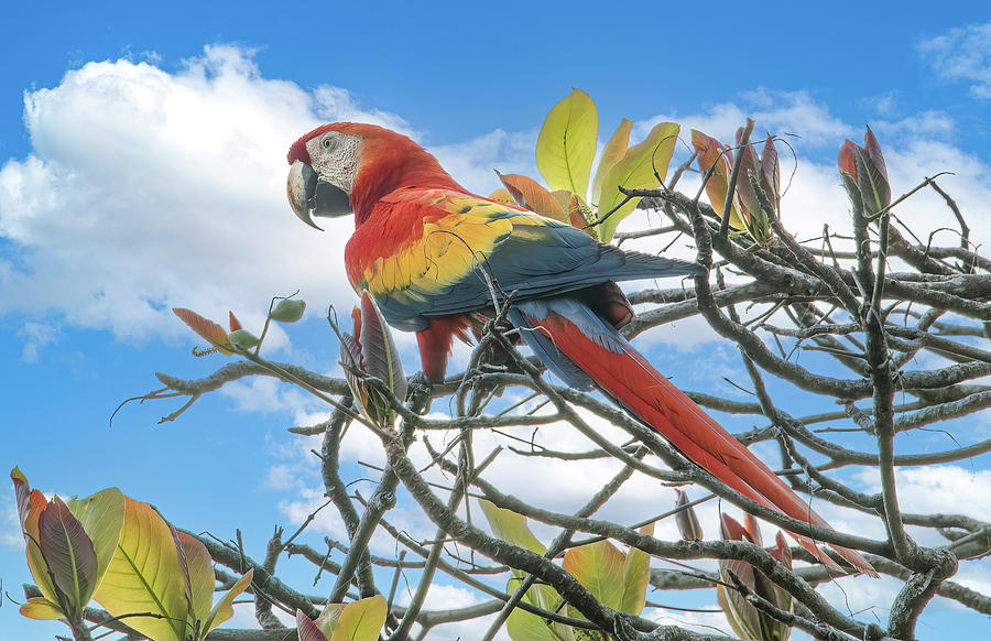 Scarlet Macaw Photograph by Marcy Wielfaert
