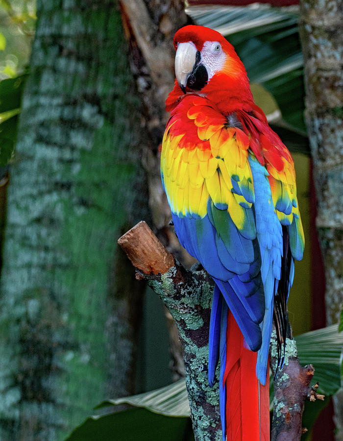 Scarlet Macaw Photograph by Margaret Zabor - Fine Art America