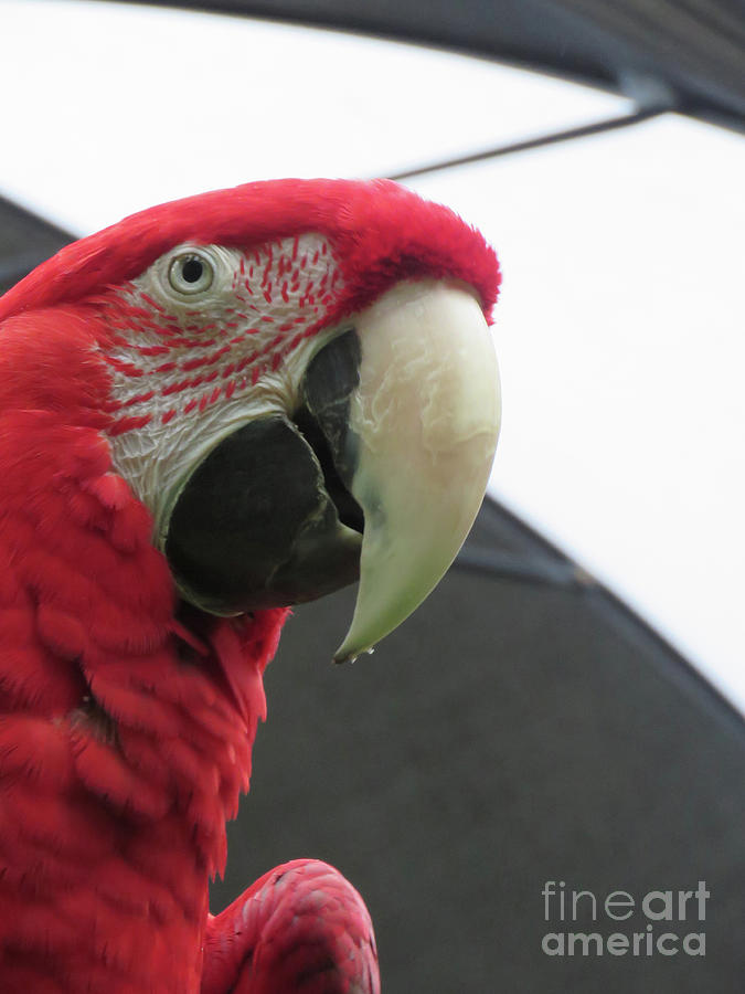 Scarlet Macaw Photograph by Mary Mikawoz