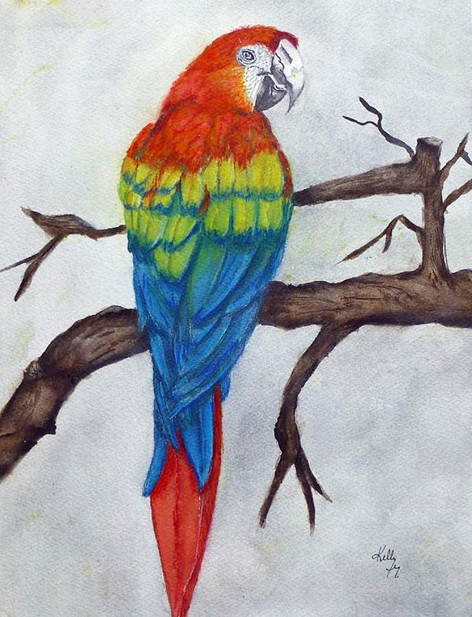 Scarlet Macaw Parrot Bird Painting by Kelly Mills