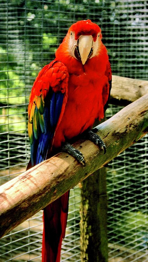 Scarlet Macaw Parrot Photograph by Gordon James