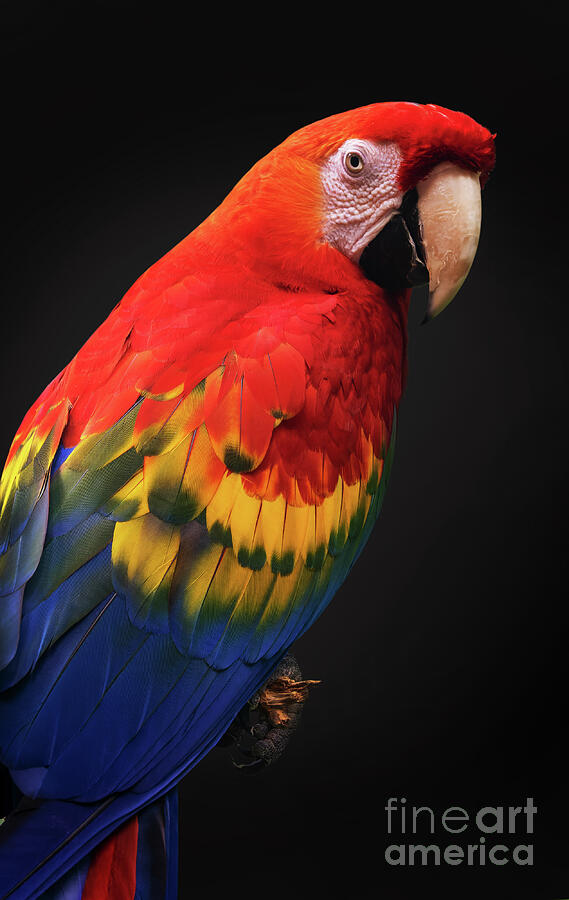 Scarlet macaw parrot portrait Photograph by Delphimages Photo Creations
