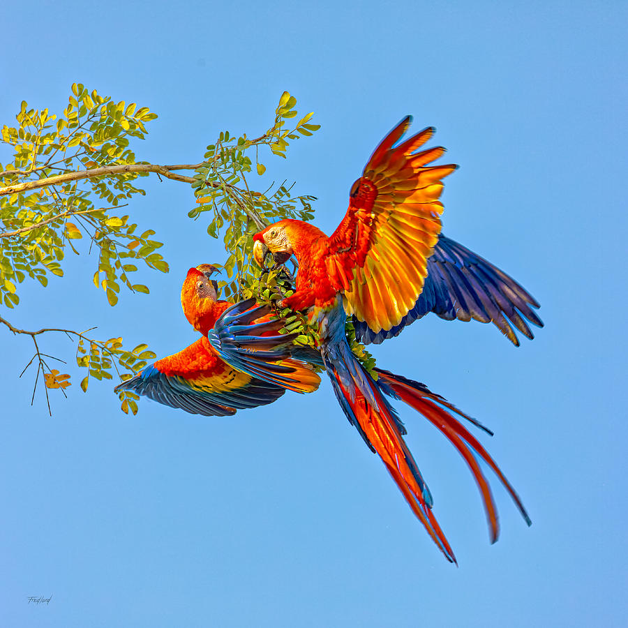 Scarlet Macaw Playtime Photograph by Fred J Lord