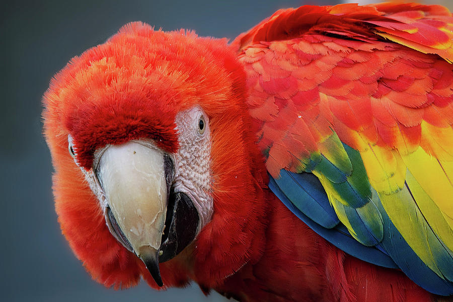 Scarlet Macaw portrait Photograph by Gareth Parkes