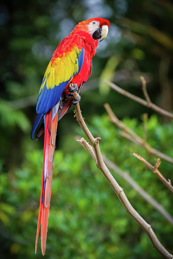 Scarlet Macaw Pozos La Chorrera Acacias Meta Colombia Photograph