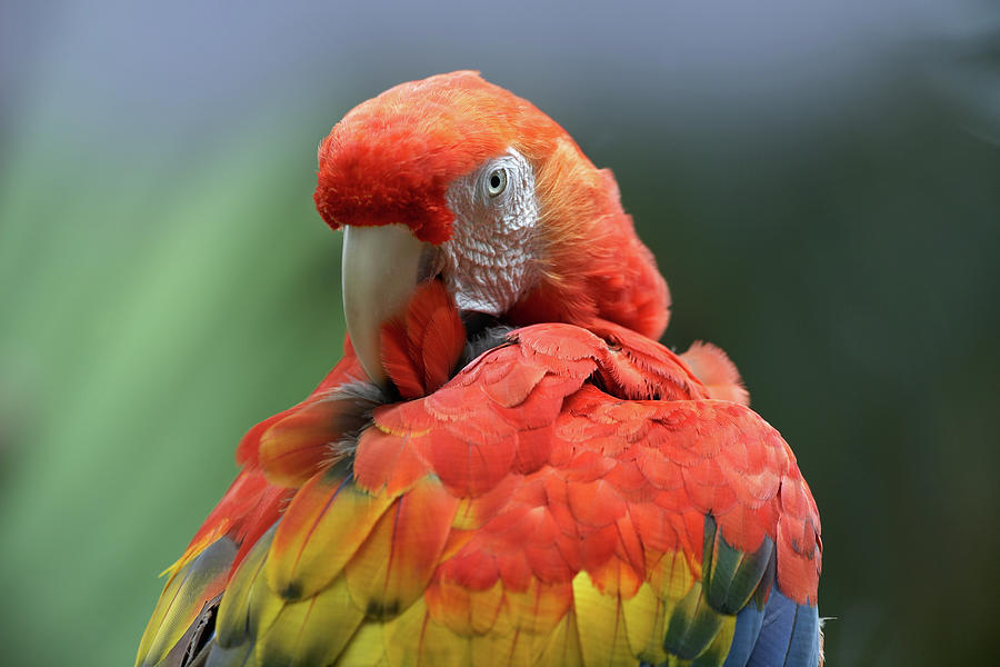 Macaw Photograph - Scarlet Macaw Preening I by Tim Fitzharris