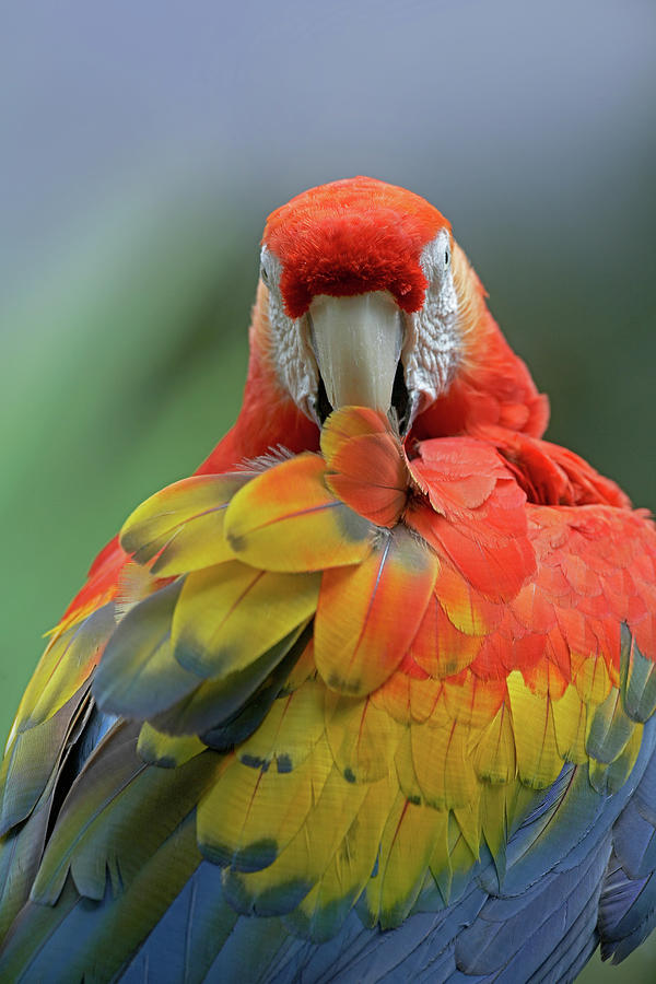 Macaw Photograph - Scarlet Macaw Preening II by Tim Fitzharris