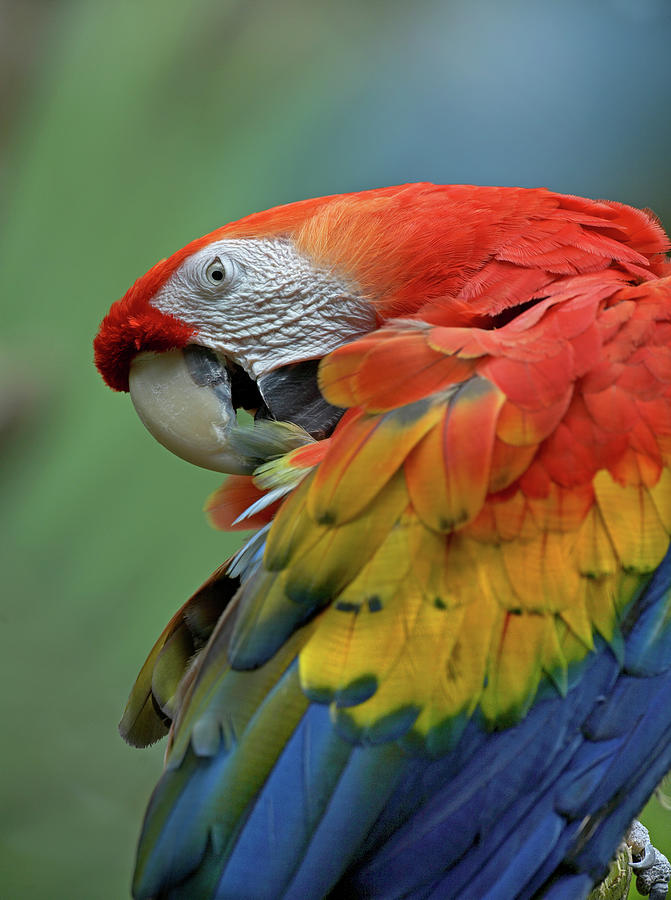 Macaw Photograph - Scarlet Macaw Preening III by Tim Fitzharris