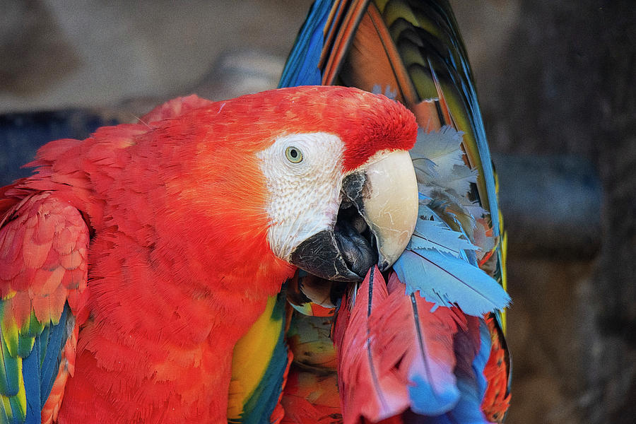 Scarlet Macaw Preening itself Photograph by Gareth Parkes