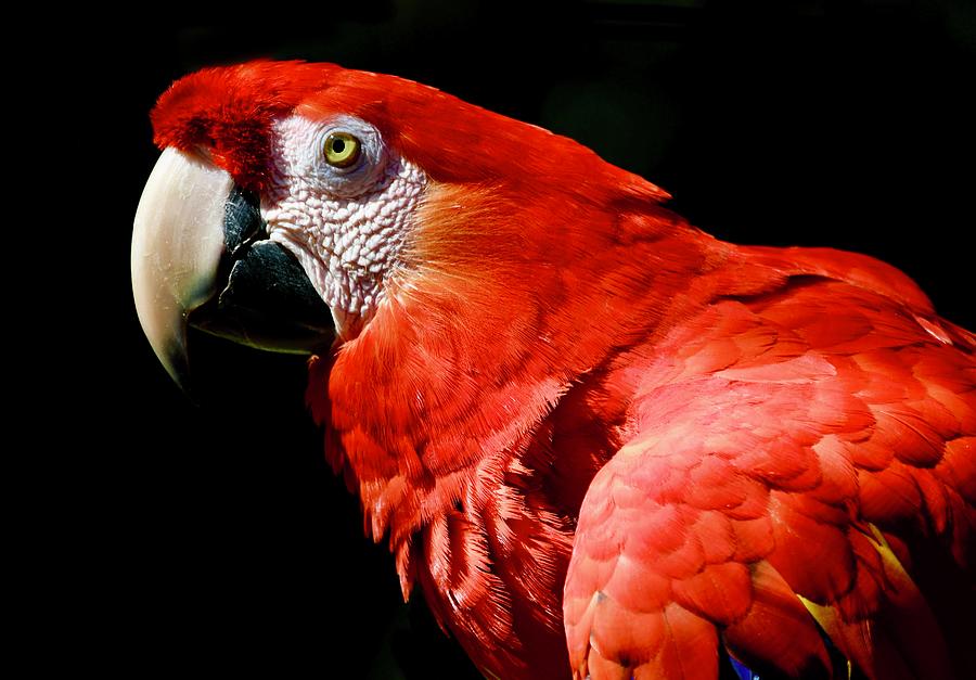 Scarlet Macaw Red on Black Photograph by Richard Bryce and Family