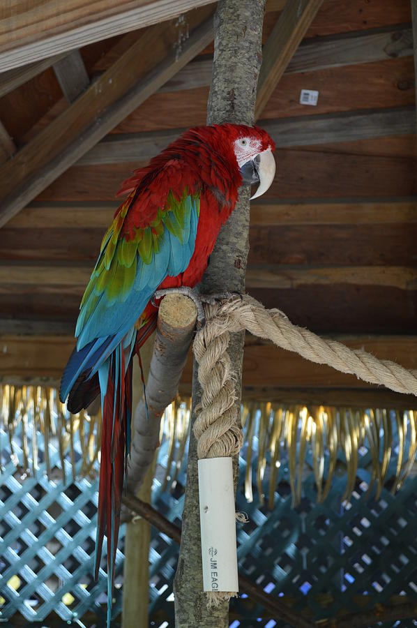 Scarlet Macaw Photograph by Sam Bailey - Fine Art America