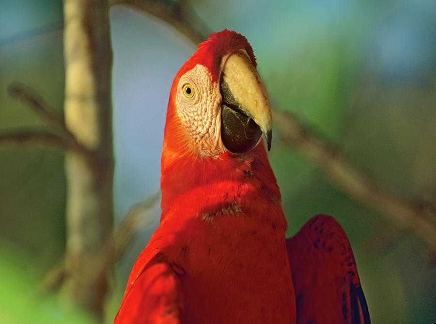 Parrot Photograph - Scarlet Macaw by Tim Fitzharris