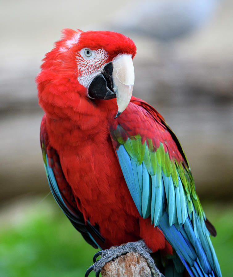 Scarlet macaw turning to pose Photograph by Gloria Anderson