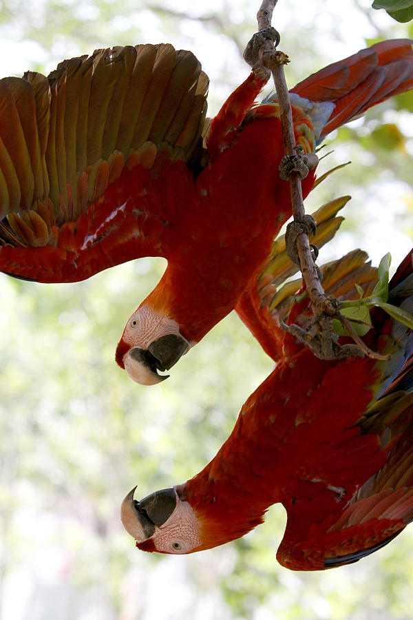 Scarlet macaws Ara chloropterus Photograph by Ricardo Lima