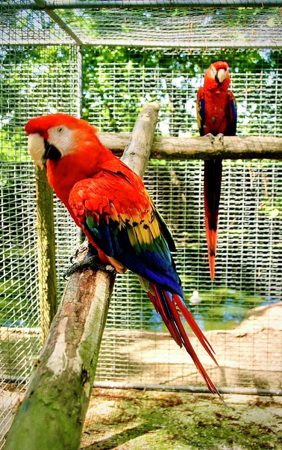 Scarlet Macaws Photograph by Gordon James