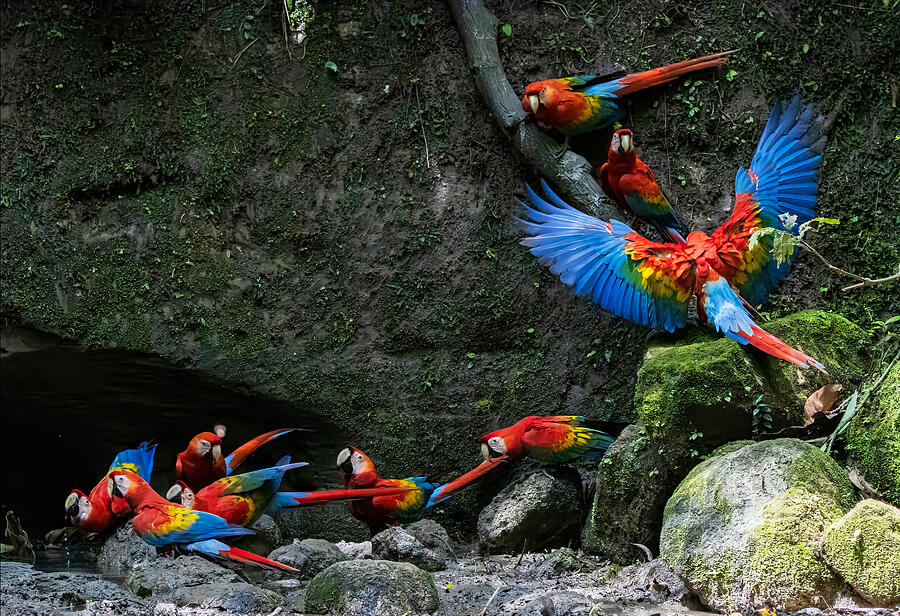 Bird Photograph - Scarlet Macaws in the Amazon Rainforest by William Mertz Photography