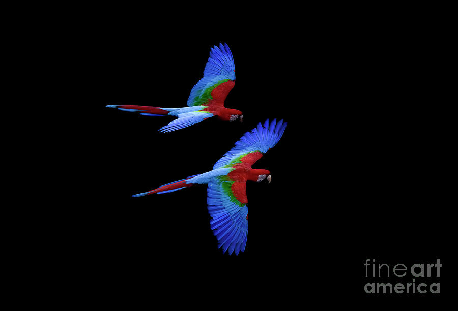Red and Green Macaws Photograph by Patrick Nowotny