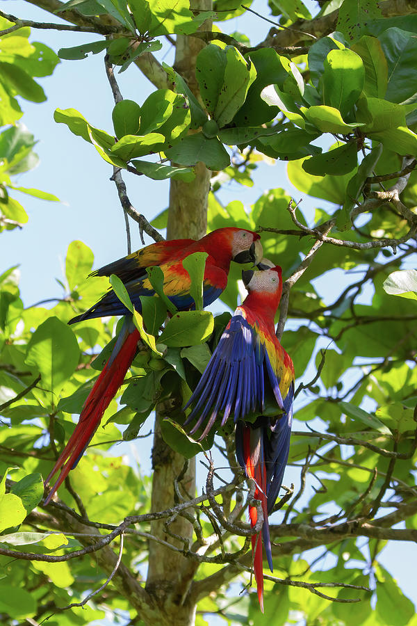 Scarlet Macaws in Almond Tree - Vertical Photograph by Peggy Collins