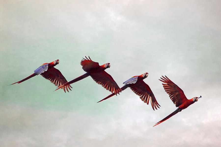 Scarlet Macaws in Formation Photograph by Peggy Collins