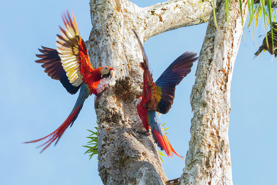 Wildlife Photograph - Scarlet Macaws - Osa Peninsula, Costa Rica by Peggy Collins