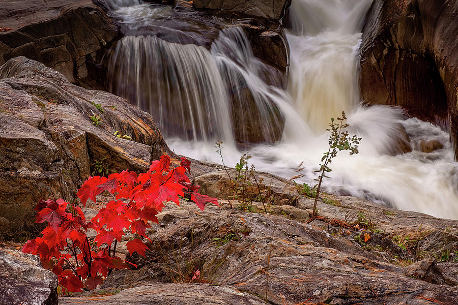 Nature Photograph - Scarlet Maple in Coos Canyon by Jeff Folger