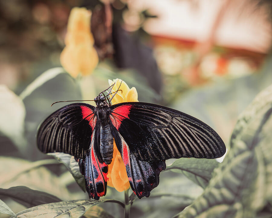 Scarlet Mormon Butterfly Photograph