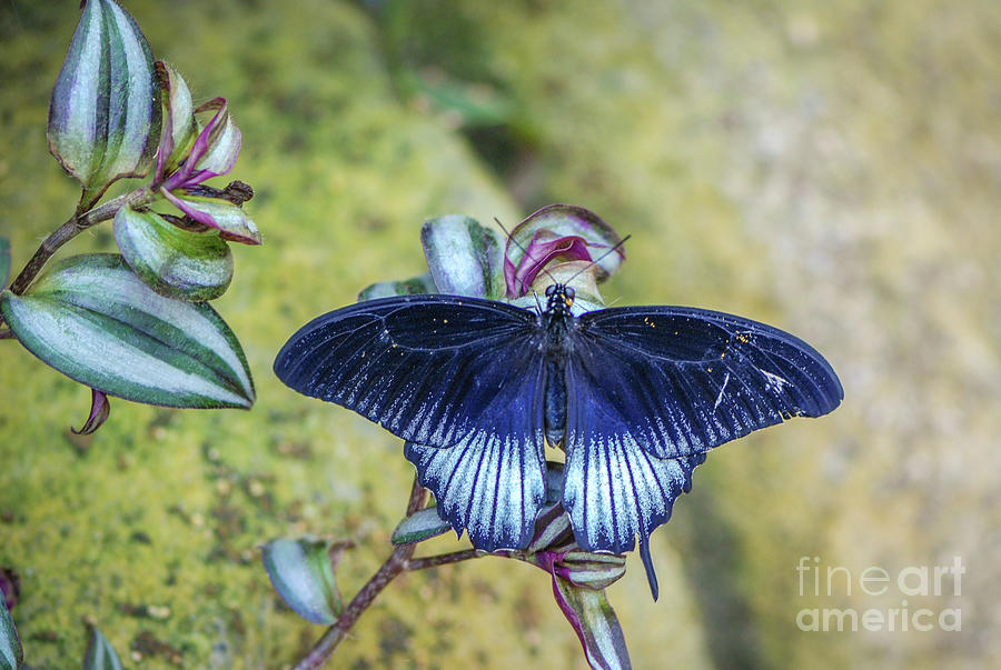 Butterfly Photograph - Scarlet Mormon Butterfly Male by Nancy Gleason