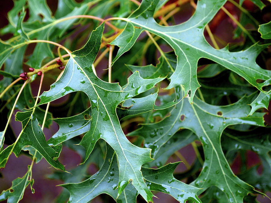 Scarlet Oak, Dennis MA Photograph by Thomas Henthorn - Fine Art America