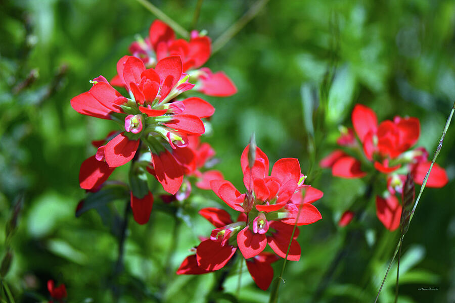 Scarlet Paintbrush. Texas Wildflowers. Castilleja indivisa Photograph by Connie Fox