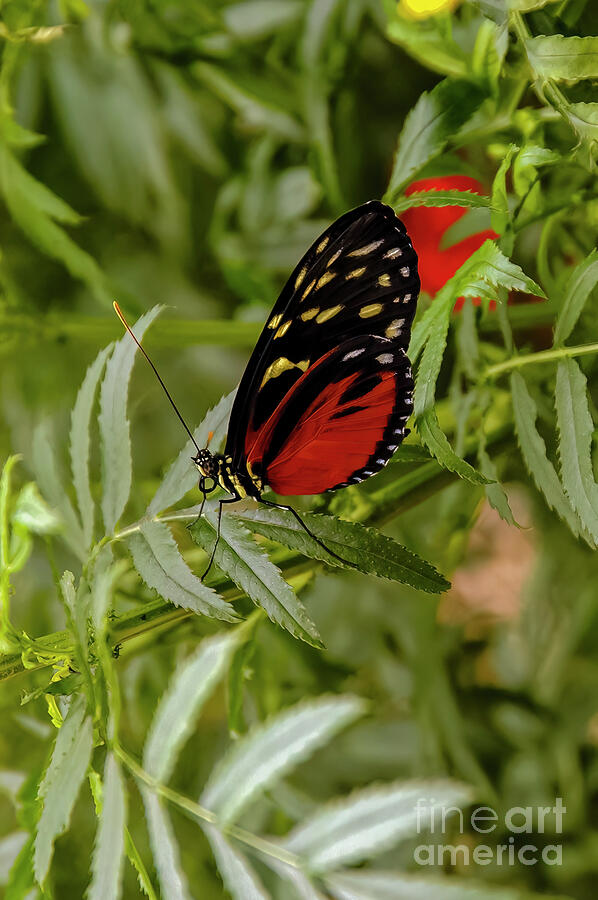 Hacale Longwing Butterfly  in La Paz Gardens Photograph by Bob Phillips