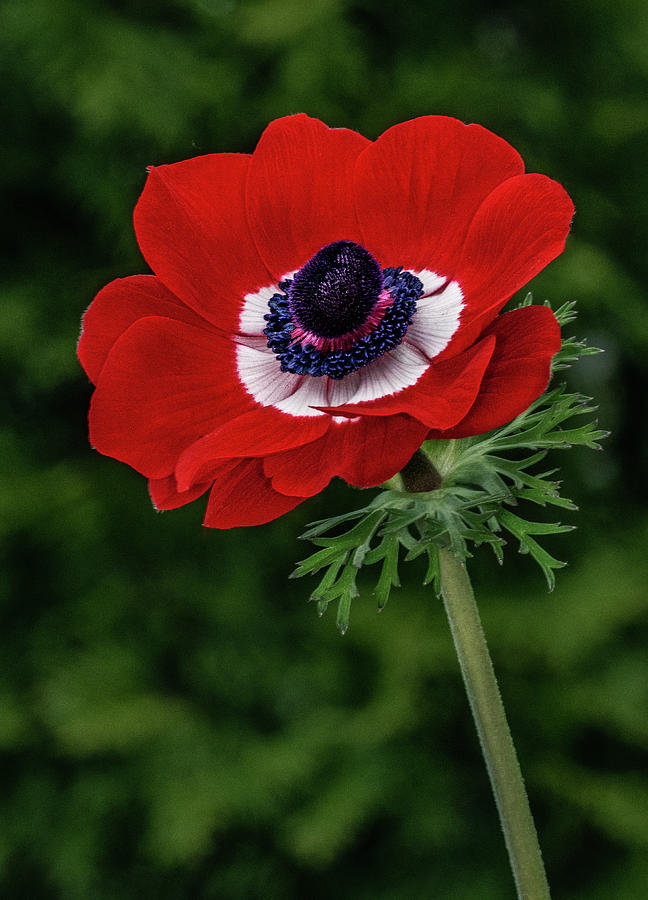 Scarlet Poppy Photograph by Roman Kurywczak