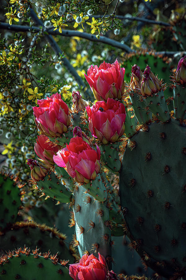 Scarlet Prickly Pear Blooms Photograph by Linda Unger