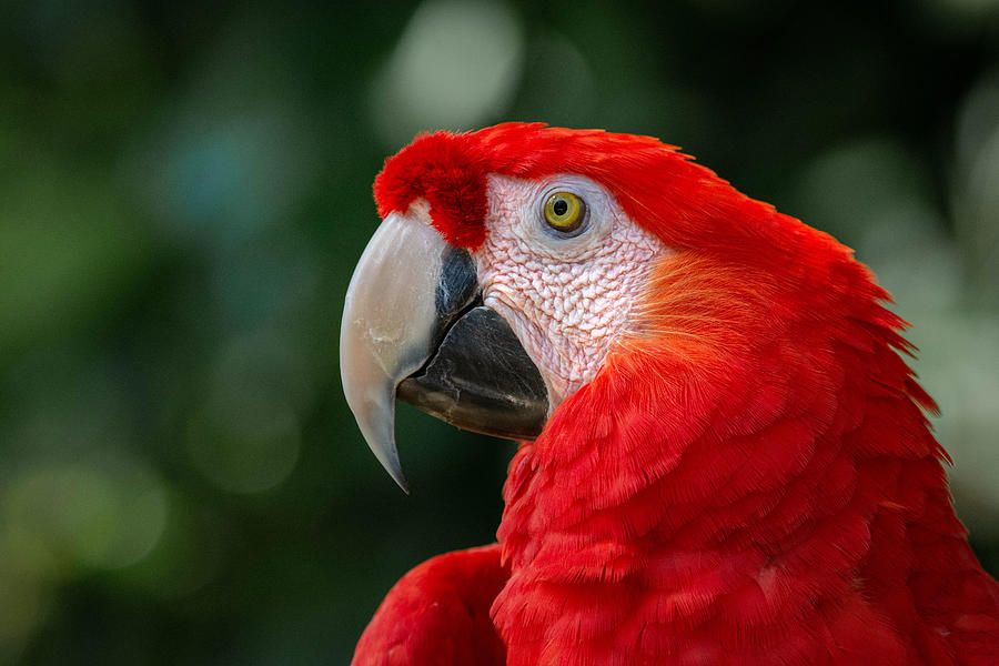Scarlet Red Macaw Photograph by Rebecca Herranen