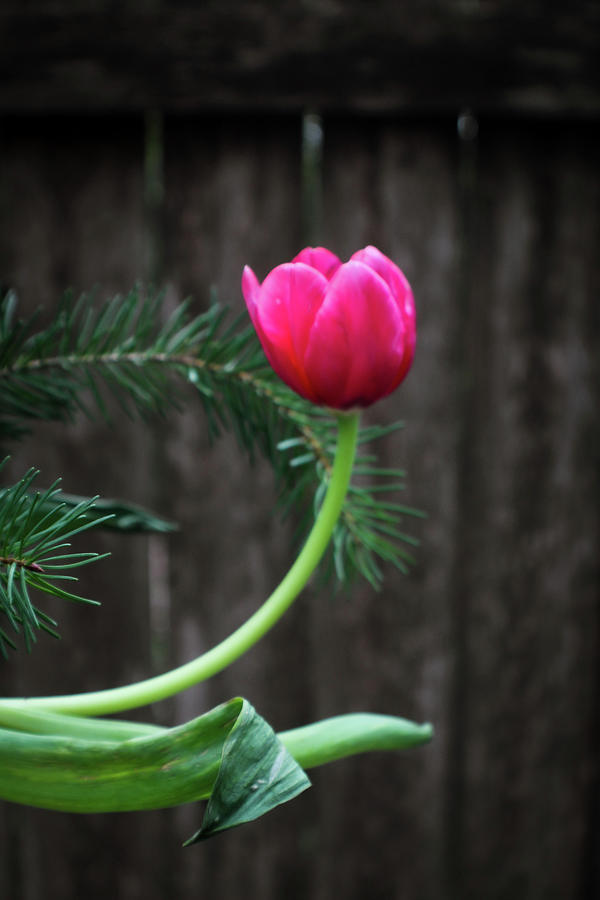 Scarlet Serenade, The Dance of Tulip and Fir Photograph by W Craig Photography