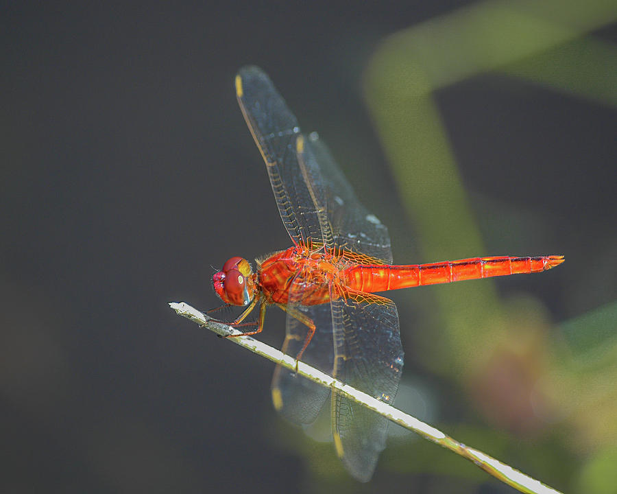 Scarlet Skimmer Photograph by Bradford Martin