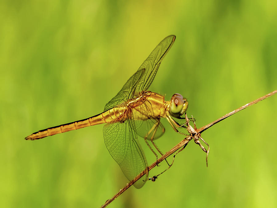 Scarlet Skimmer Dragonfly Photograph by Jim Schwabel - Fine Art America