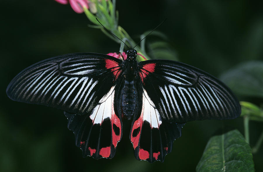 Scarlet swallowtail butterfly (Papilio rumanzovia), close up Photograph by Erich Kuchling