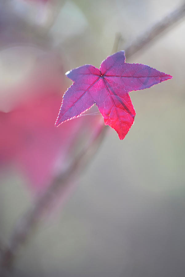 Fall Photograph - Scarlet Sweet Gum Leaf by Phil And Karen Rispin
