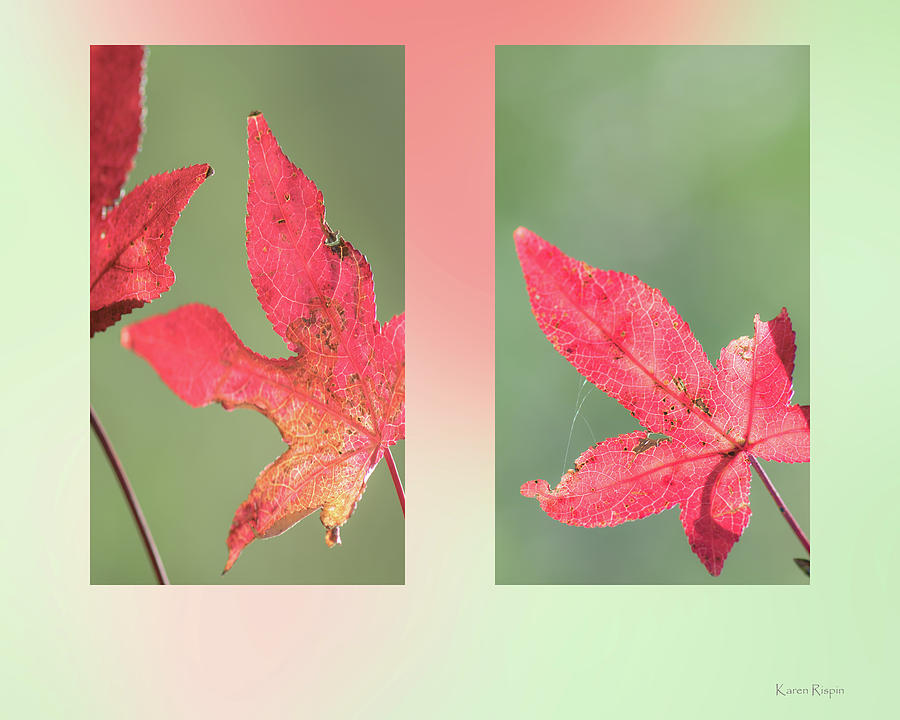Autumn Photograph - Scarlet Sweetgum by Karen Rispin