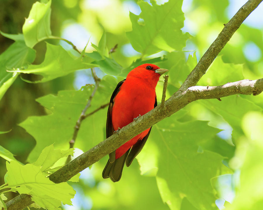 Scarlet Tanager 5-11-21 Photograph