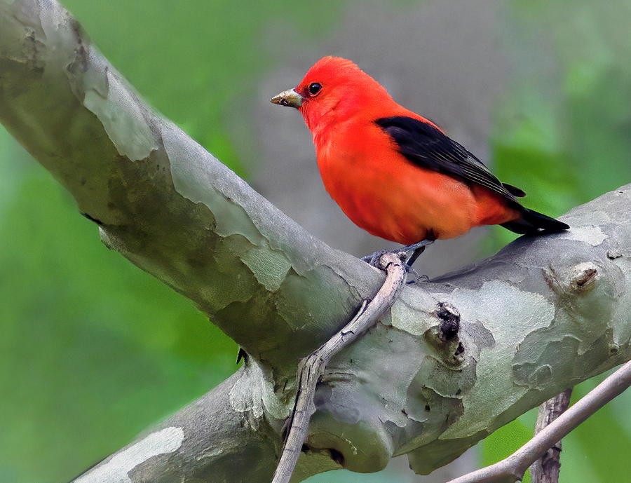 Scarlet Tanager Photograph by Art Cole