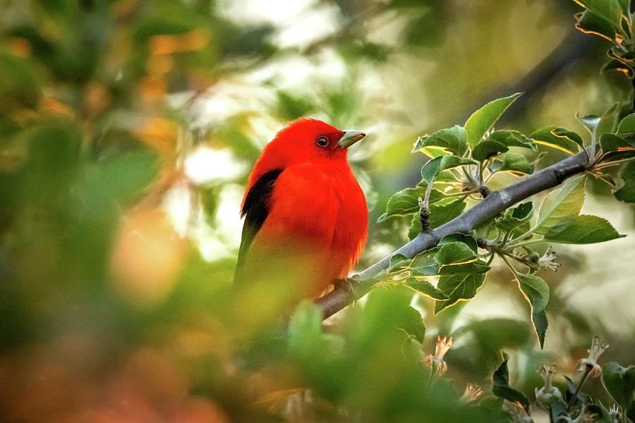 Scarlet Tanager Bird Photograph by Laura Gampfer | Fine Art America