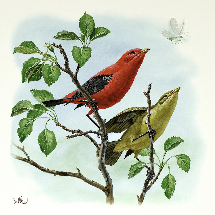 Scarlet Tanager Painting by Don Balke