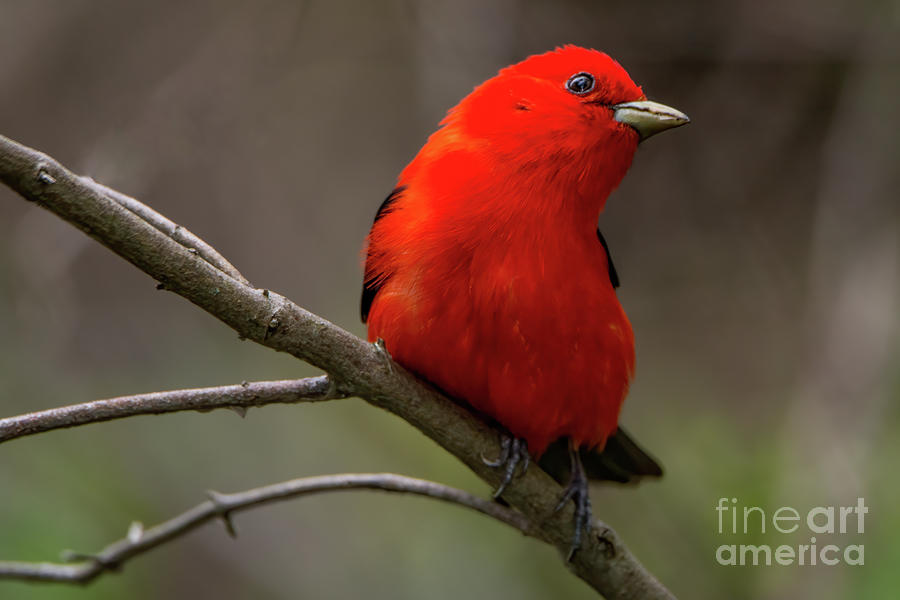 Bird Photograph - Scarlet Tanager by Gaby Swanson Bird Photograph - Scarlet Tanager by Gaby Swanson