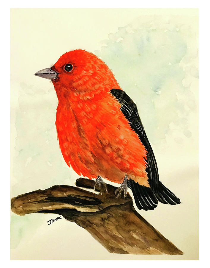 Scarlet Tanager Painting by Jeffrey A Moore - Fine Art America