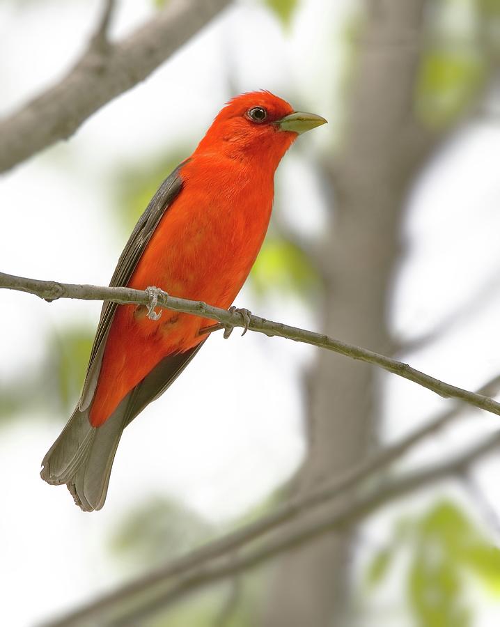 Scarlet Tanager Photograph by Jim Hughes